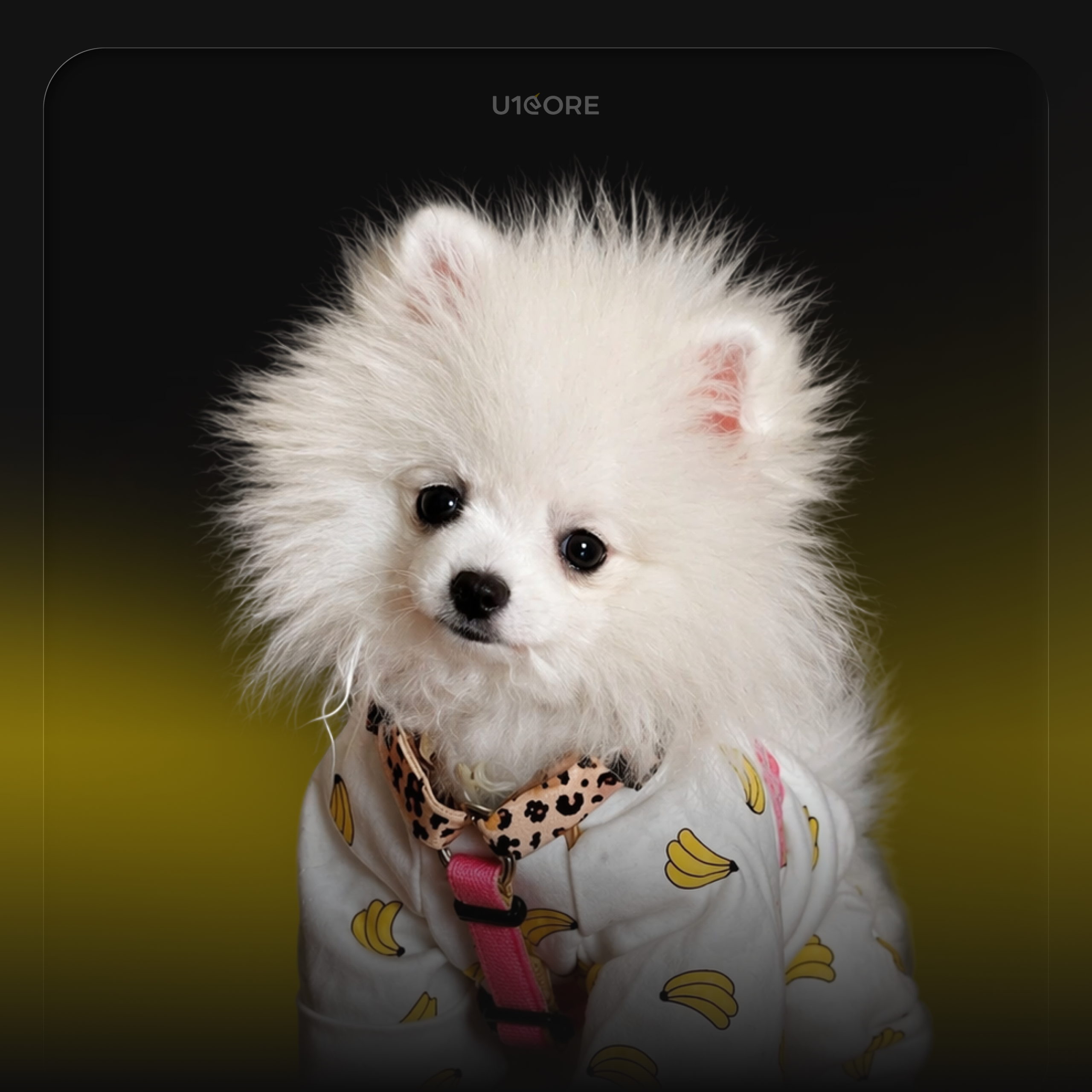Veronika Savchyk's pet