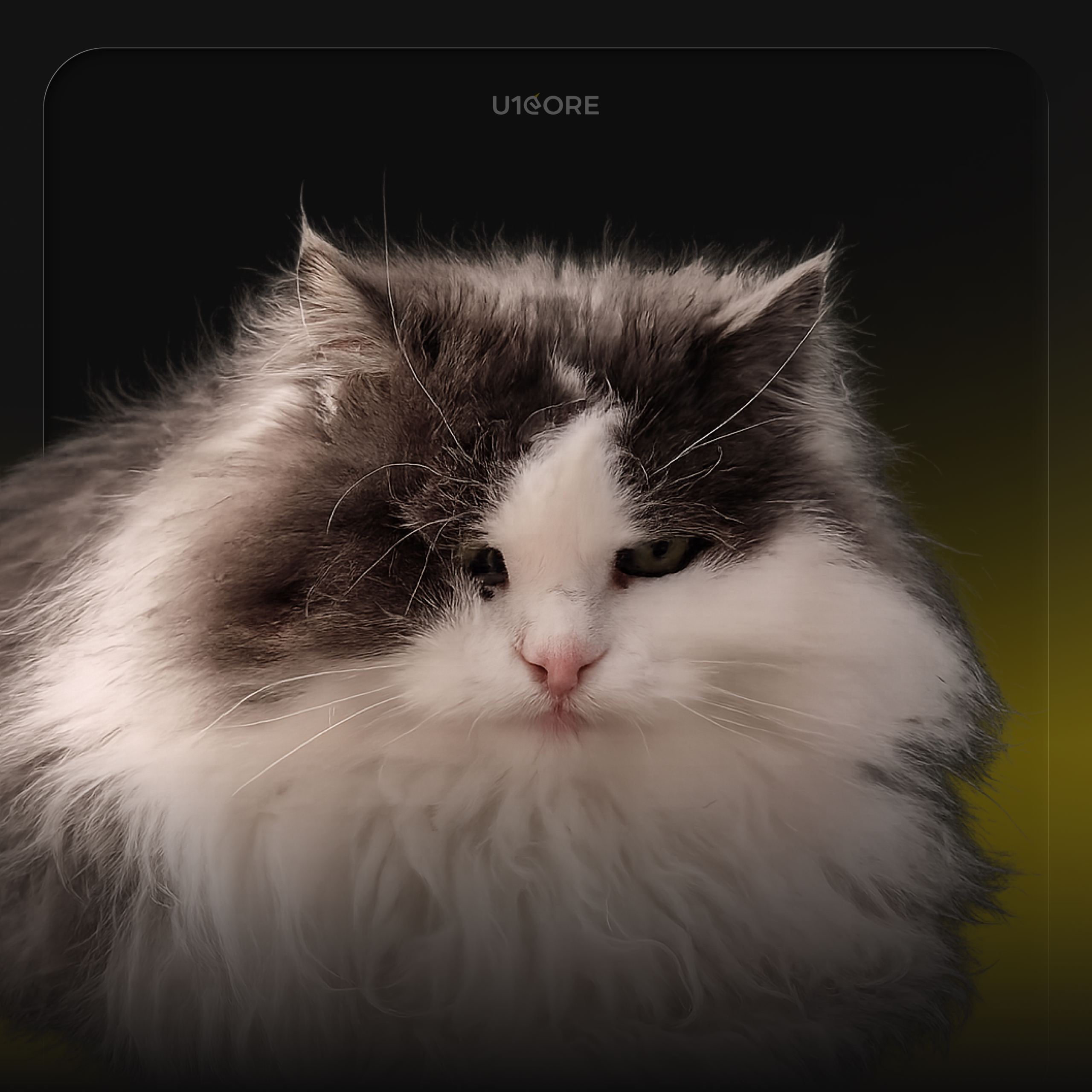 Maria Karamanets's pet