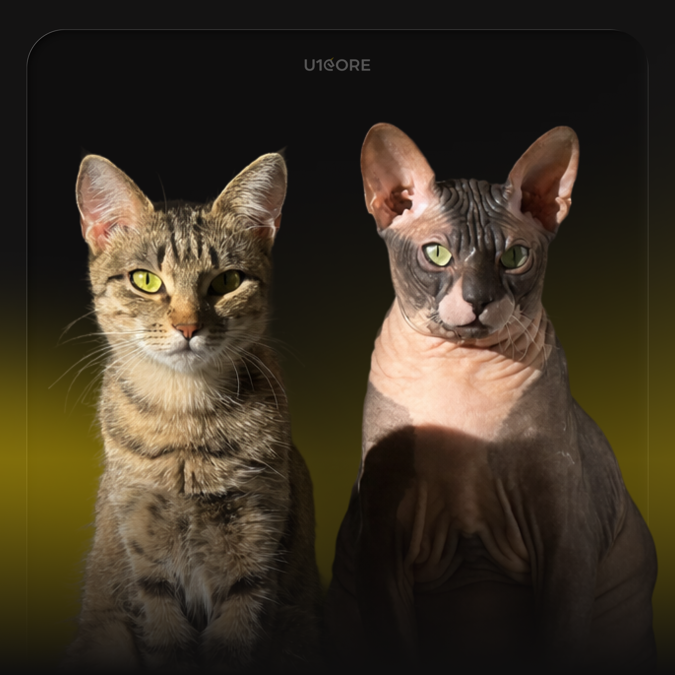 Volodymyr Hryb's pet