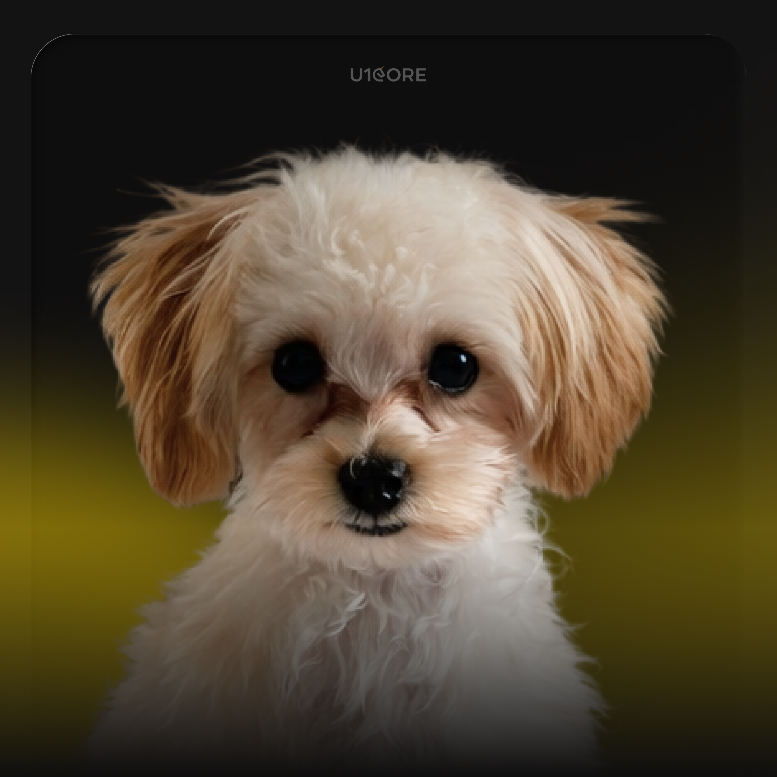 Alina Beznosa's pet