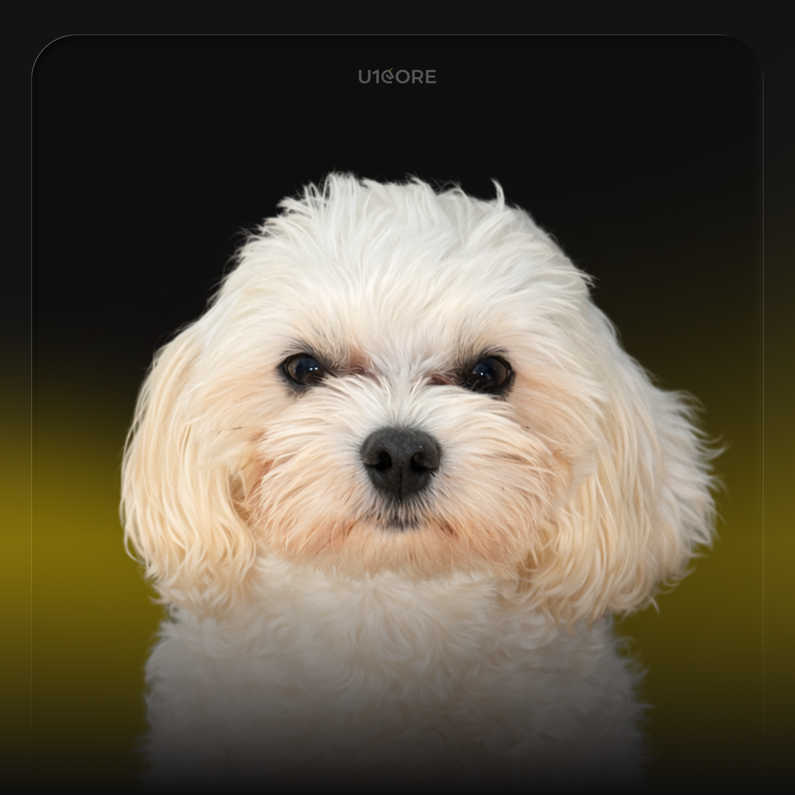 Taras Oliinyk's pet