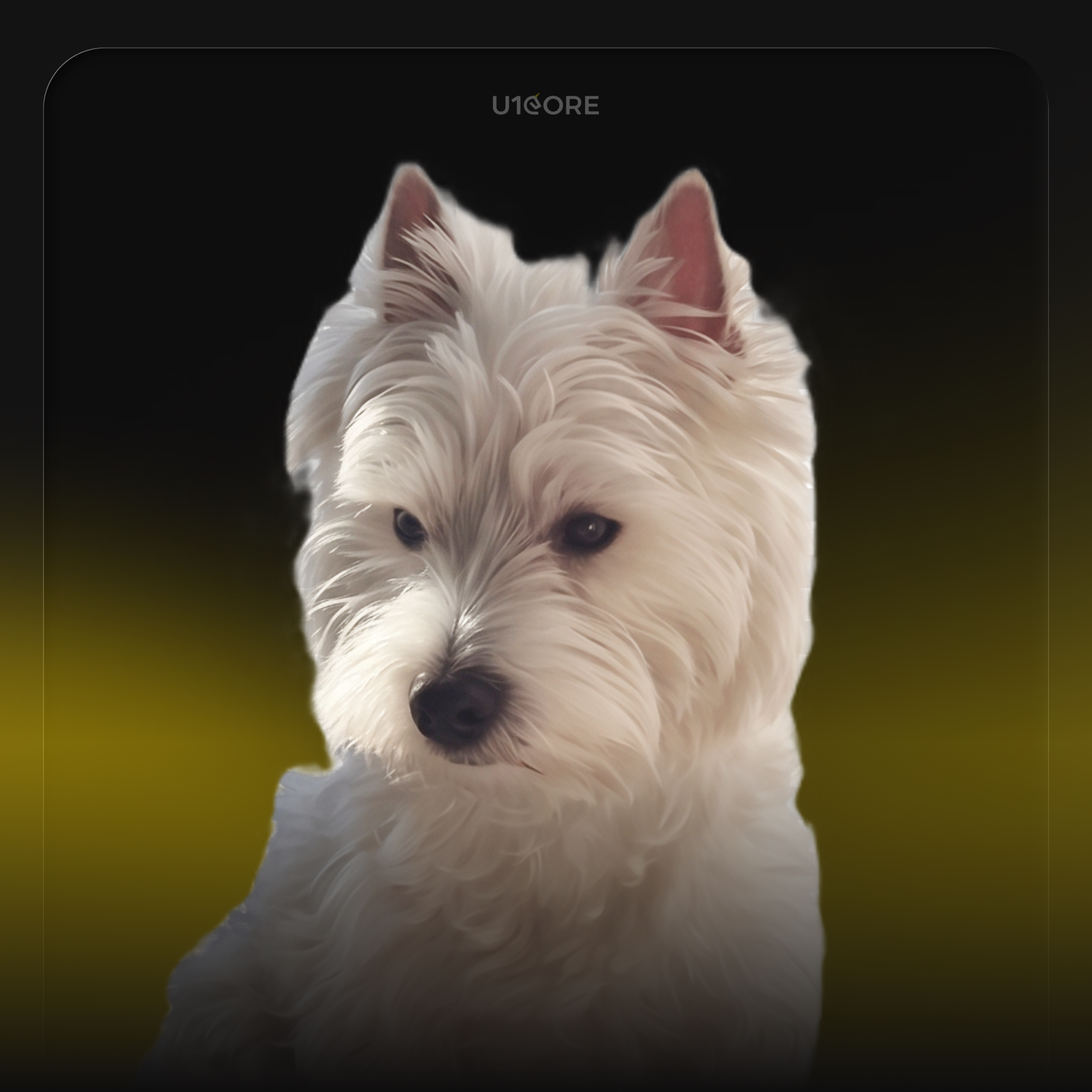 Yuliia Braslavets's pet